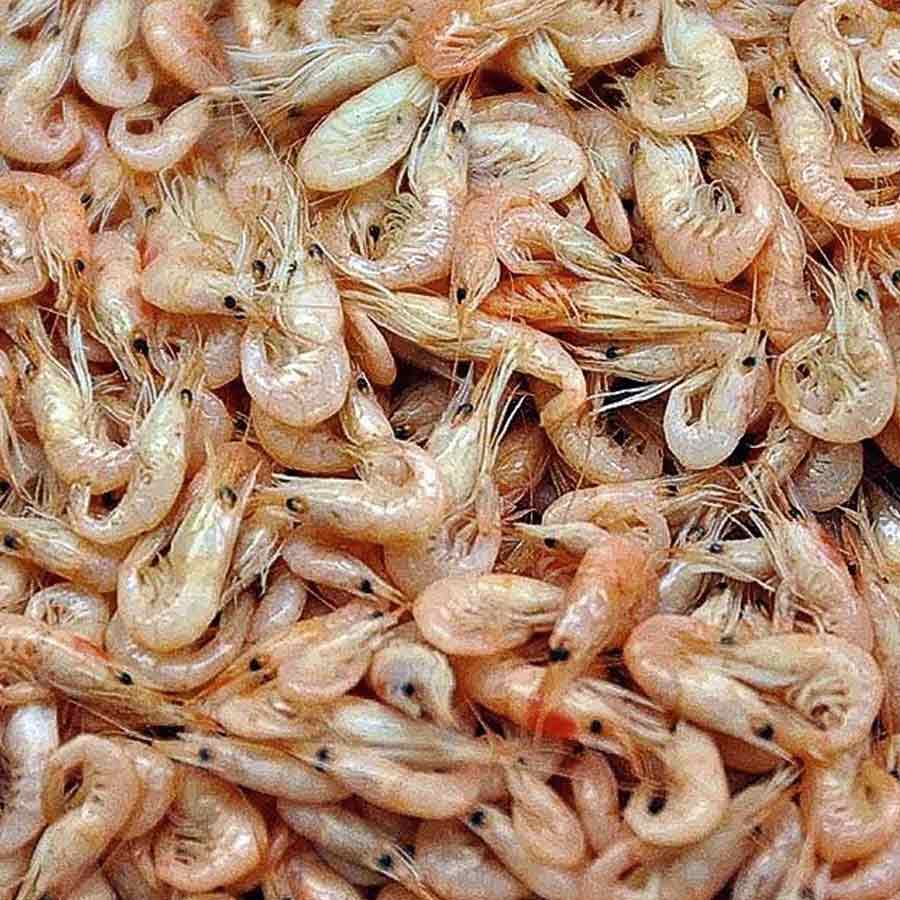 Camarones